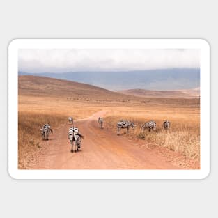 Ngorogoro Zebra #2 Sticker